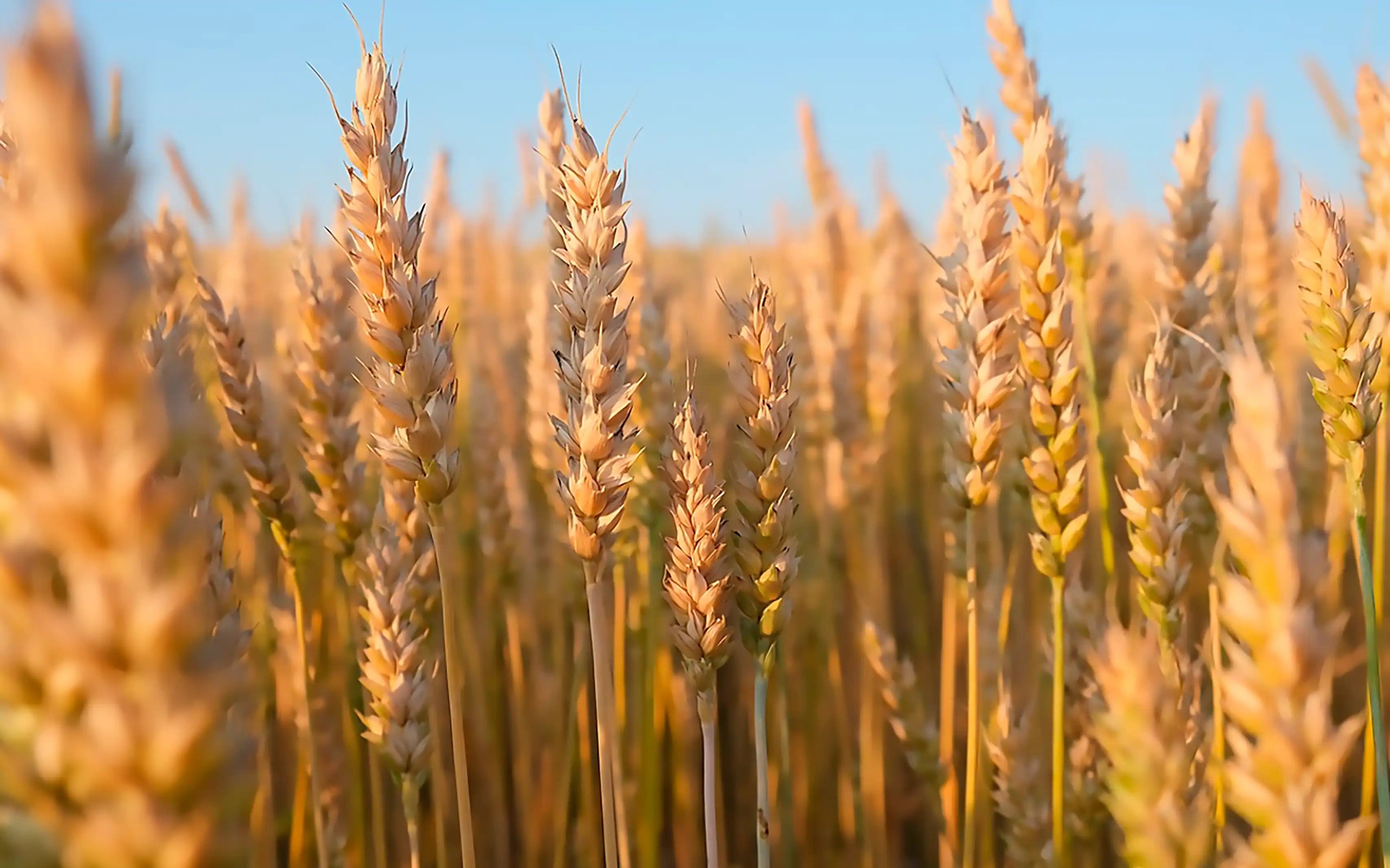 Operational Excellence